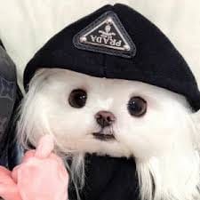 อาลก โลเฮีย avatar